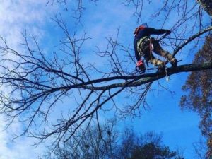 Cutting Down Trees in Knoxville, Tennessee