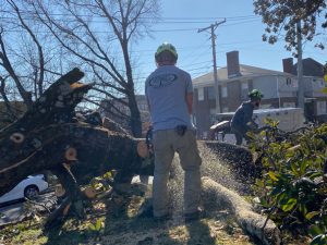 Tree Services in Knoxville, Tennessee