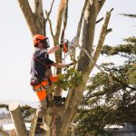 Tree Maintenance in Knoxville, Tennessee