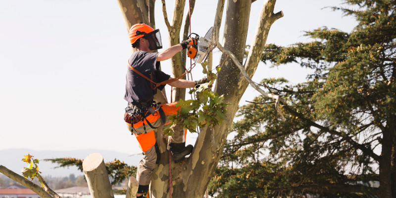 Tree Maintenance in Amherst, Tennessee