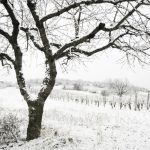 Winter Tree Care in Knoxville, Tennessee