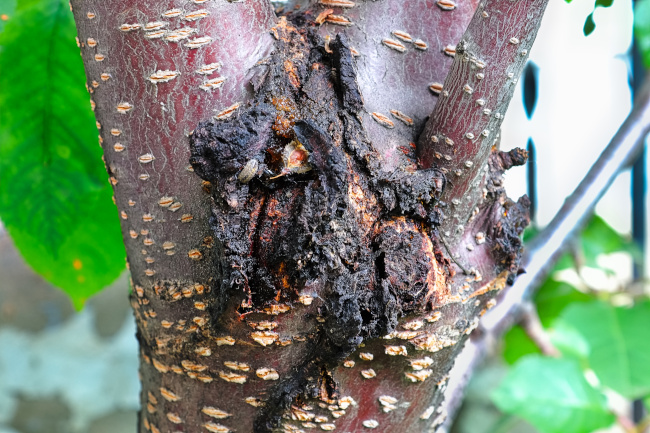 Tree Dro Four Indicators You Should Plan for Tree Removal | JC's Tree and ...