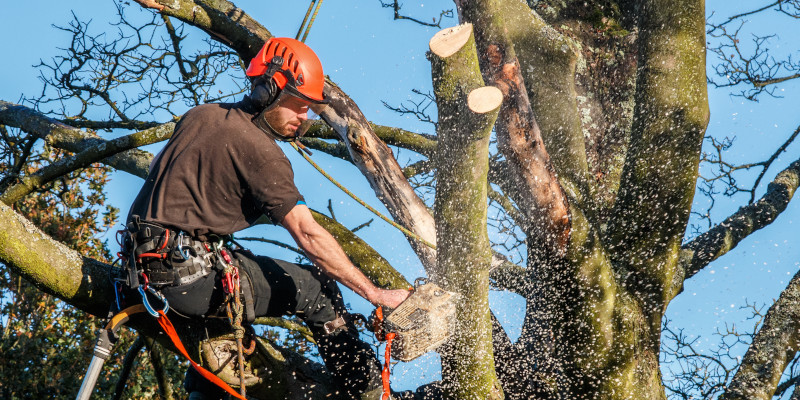 Summer Tree Care in Knoxville, Tennessee