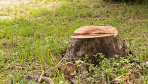The 3 Benefits of Stump Removal